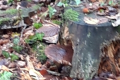 Tricholoma fracticum