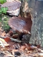 Tricholoma fracticum