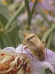 Lygus rugulipennis