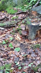 Tricholoma fracticum