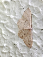 Idaea eugeniata