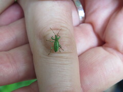 Phyllobius arborator