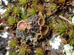 Psoroma hypnorum