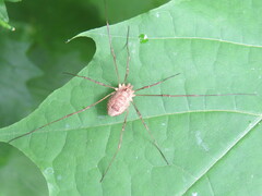 Rilaena triangularis
