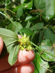 Passiflora pallida
