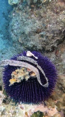 Sphaerechinus granularis