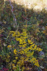 Thalictrum foetidum