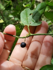 Passiflora pallida