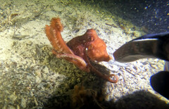 Callistoctopus