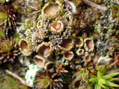 Psoroma hypnorum