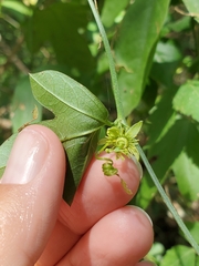 Passiflora pallida