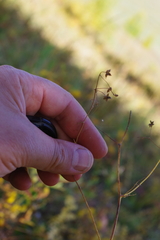 Thalictrum foetidum