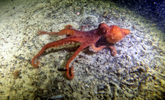 Callistoctopus