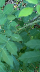 Zanthoxylum americanum