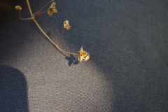 Thalictrum foetidum
