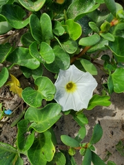 Ipomoea imperati