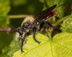 Laphria janus