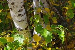 Betula pendula mandshurica