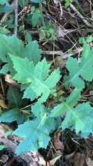 Polymnia canadensis