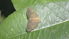 Ricaniidae