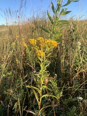 Solidago riddellii