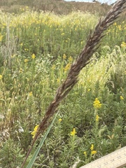 Sorghastrum