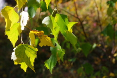 Betula pendula mandshurica