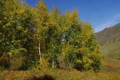 Betula pendula mandshurica