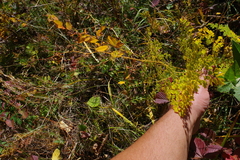 Thalictrum foetidum