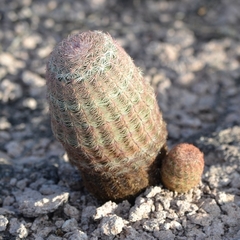 Echinocereus pectinatus pectinatus
