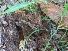 Hemiscolopendra marginata