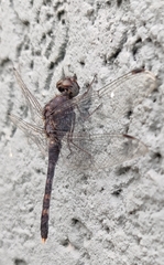 Bradinopyga geminata