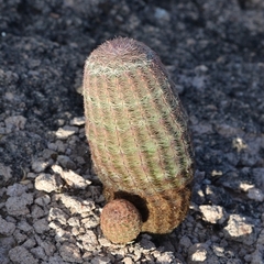 Echinocereus pectinatus pectinatus
