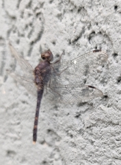 Bradinopyga geminata