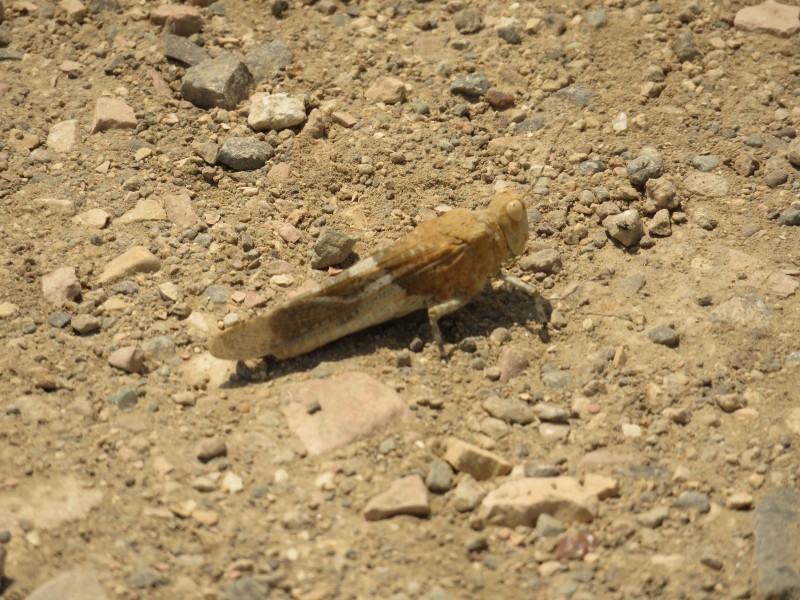 Sphingonotus nebulosus