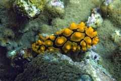 Phyllidia ocellata