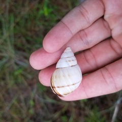 Orthalicus floridensis