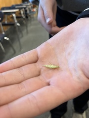 Oecanthus argentinus