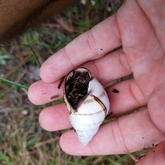 Orthalicus floridensis