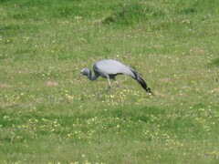 Anthropoides paradiseus