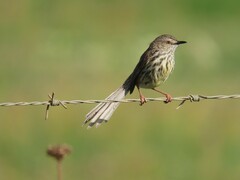 Prinia maculosa maculosa