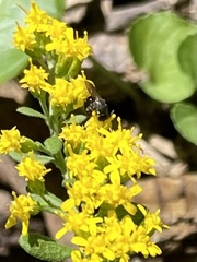 Hylaeus