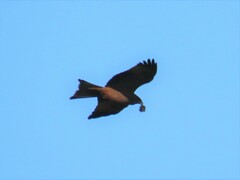 Milvus migrans parasitus