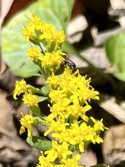 Hylaeus