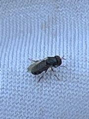 Brachycera