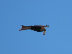 Milvus migrans parasitus