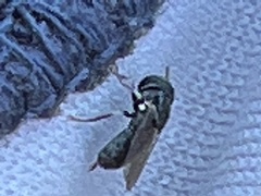 Brachycera