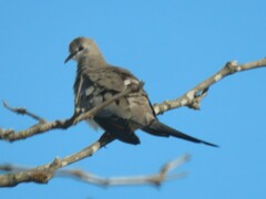Oena capensis capensis