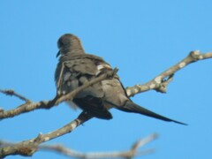 Oena capensis capensis