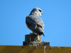 Elanus caeruleus caeruleus